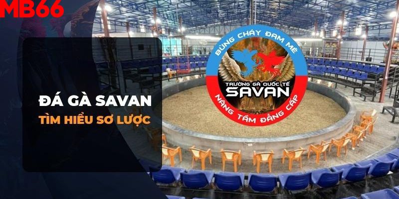 Thông tin sơ lược về trường gà Savan