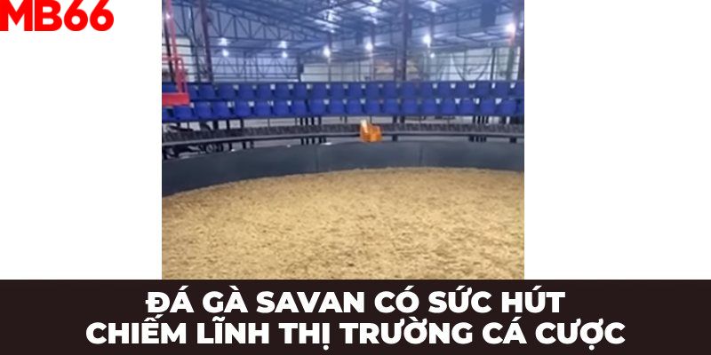 Các ưu điểm nổi bật của trường gà Savan