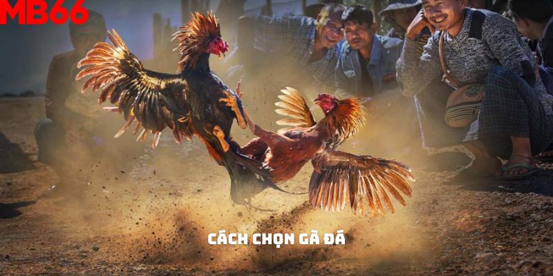 Cách chọn gà đá