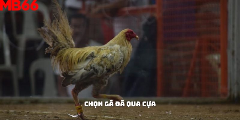 Cách chọn gà đá qua cựa