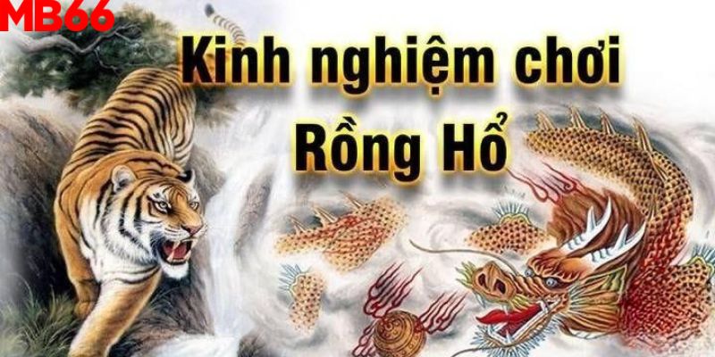 Tổng hợp các kinh nghiệm chơi Rồng Hổ từ cao thủ