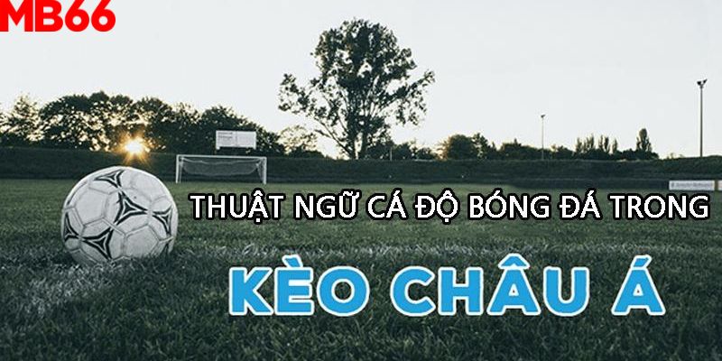 Các thuật ngữ cá độ bóng đá trong kèo châu Á