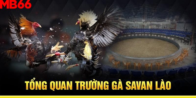 Tổng quan chung thông tin về trường gà Savan