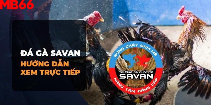 Cách theo dõi đá gà Savan một cách trực tiếp