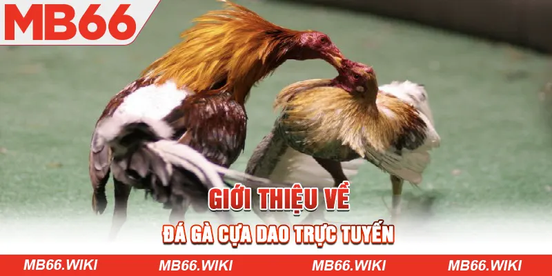 Giới thiệu hình thức đá gà cựa dao trực tuyến