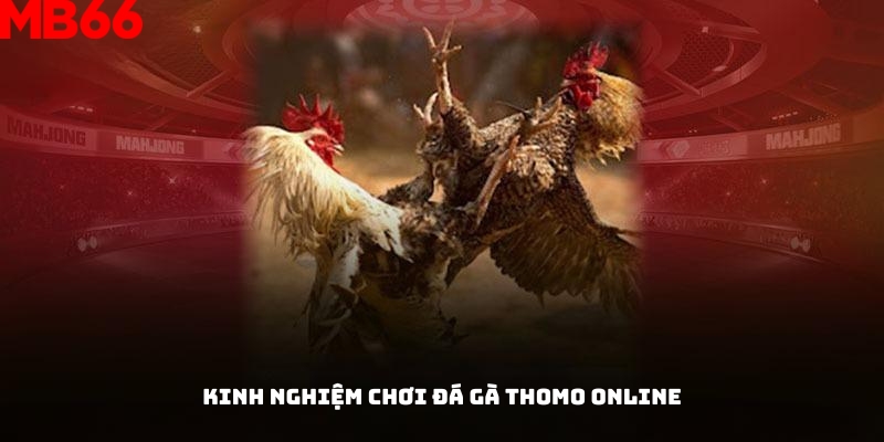 Mẹo thắng lớn khi chơi đá gà Thomo online