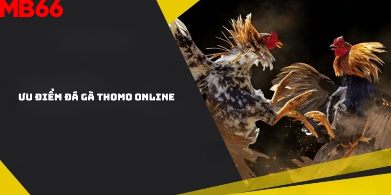 Lý do tạo nên sức hút của đá gà Thomo online?